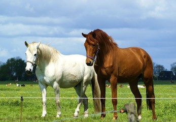 Zwei Pferde auf einer Koppel
