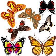 Lot of different butterflies