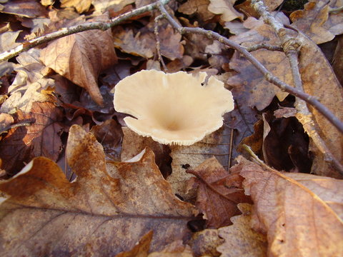 Clitocybe Graminicola Mushroom