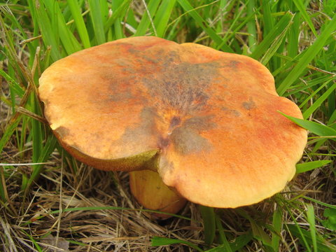 Boletus Rubellus aka Ruby Bolete