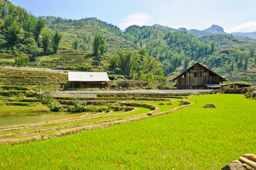 Fototapeta na wymiar Green rice field against mountain background in Vietnam