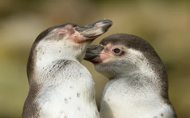 Foto op Plexiglas Close-up of a humboldt penguin © michaklootwijk