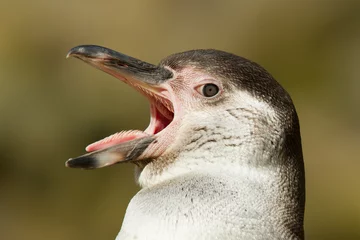 Cercles muraux Pingouin Gros plan d& 39 un manchot de Humboldt