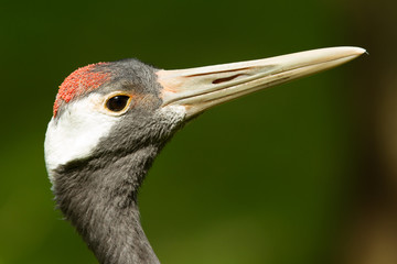 Close-up of a red-crowned crane
