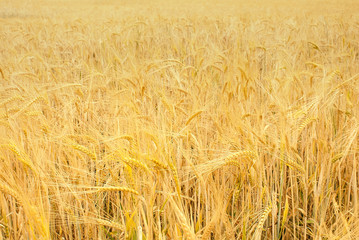 Wheat, Grain field