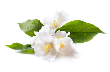 Naklejka premium jasmine white flower isolated on white background