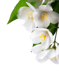 Naklejka na ściany i meble jaśmin biały kwiat na białym tle