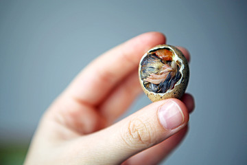 Dead Quail chick © Maria Grin