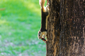 Fototapeta premium Squirrel eating a dry fruit on the tree