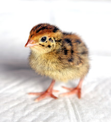 Quail chick