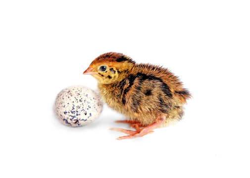 Quail Chick