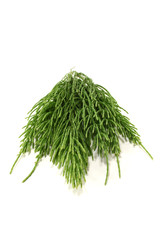 grüner Schachtelhalm