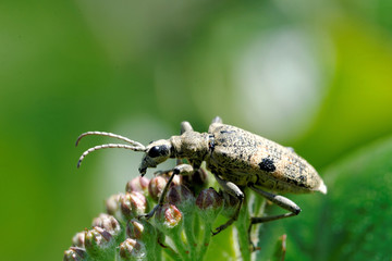 Long-Horn Beetle