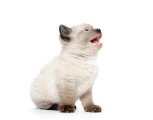 Obraz premium Cute baby kitten crying