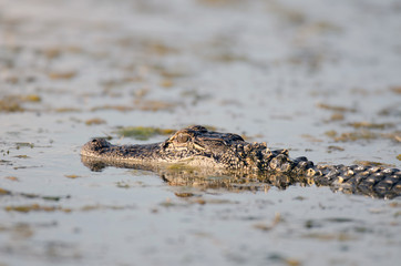 American alligator in still water