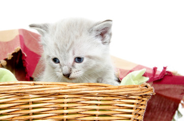 Obraz na płótnie Canvas Cute kitten in a basket