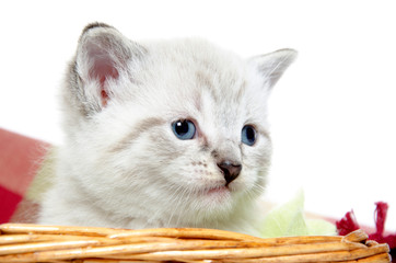 Cute kitten in a basket