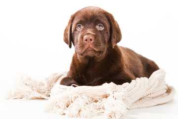 Chocolate Retriever puppy with woolen scarf on white