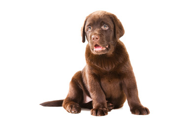 Chocolate Retriever puppy on isolated white