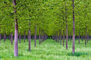 rows of poplars