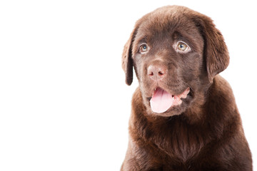 Fototapeta premium Close-up portrait of Chocolate Retriever puppy