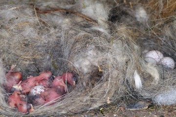 Baby birds and eggs in a nest