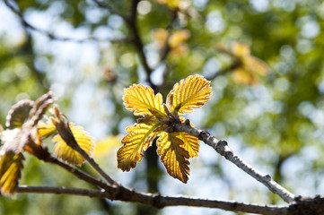 ミズナラの若葉