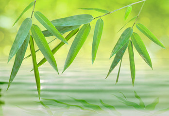 bamboo leaf over calm water