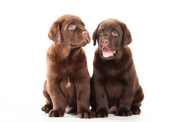 Two Chocolate Retriever puppies on isolated white