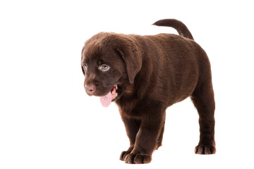 Chocolate Retriever puppy on isolated white