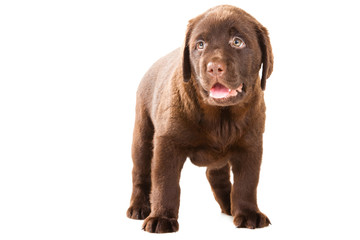 Obraz premium Chocolate Retriever puppy on isolated white