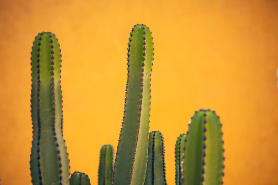 cactus on yellow background