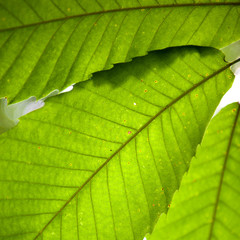 Leaves, macro