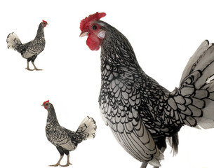 cock and  hen