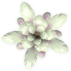 a white echinopsis cactus flower isolated on white