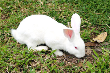 White rabbit in a green grass
