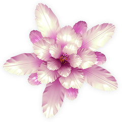 a pink echinopsis cactus flower isolated on white