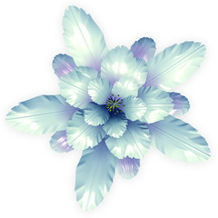 a blue echinopsis cactus flower isolated on white