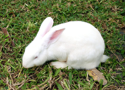 White rabbit in a green grass