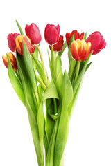 tulip flowers
