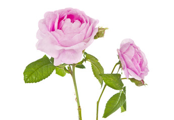 Fototapeta premium teaspoon pink rose