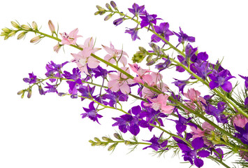 bouquet of wild flowers isolated