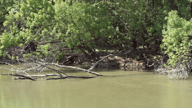River in forest