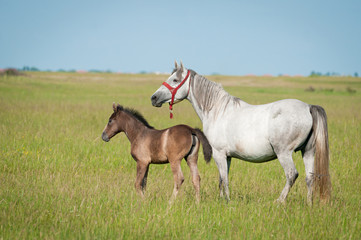 Obraz na płótnie Canvas Foal with a mare on a summer pasture