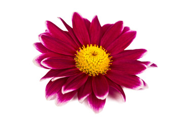 Chrysanthemum isolated
