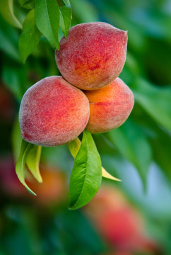 Peaches hanging on a tree branch