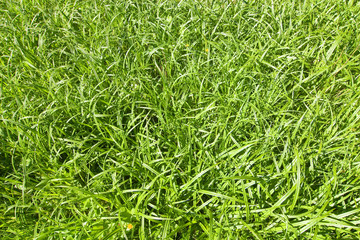 Grass background