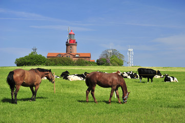 Pferde am Leuchtturm BUK