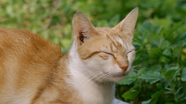 Cat posing and listening