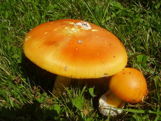 Amanita Caesarea Mushrooms, aka Caesars Mushroom